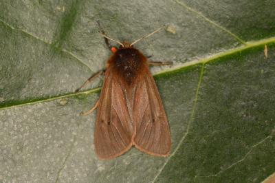Phragmatobia fuliginosa