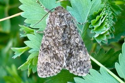 Acronicta megacephala