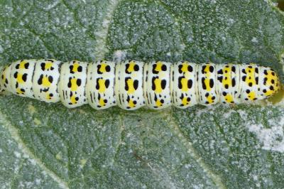 Cucullia verbasci