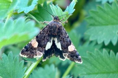 Tyta luctuosa