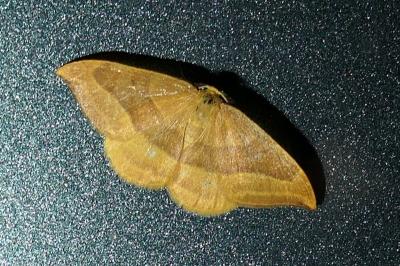 Watsonalla cultraria