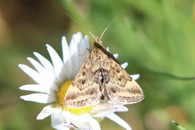 Pyrausta despicata