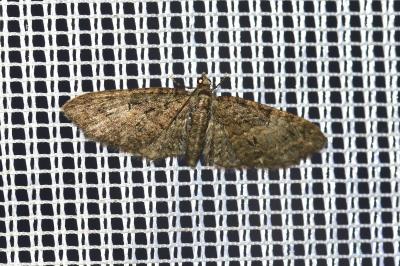<i>Eupithecia abbreviata</i>
