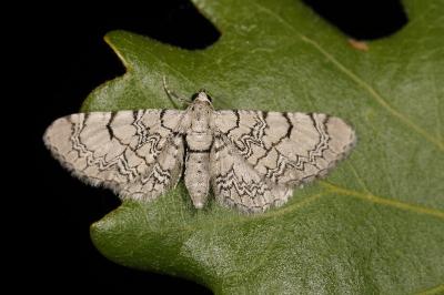 <i>Eupithecia venosata/schiefereri</i>