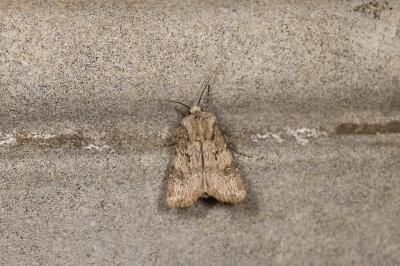 <i>Agrotis puta</i>