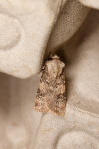 <i>Agrotis puta</i>