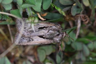 <i>Agrotis chretieni</i>