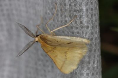 <i>Aspitates ochrearia</i>