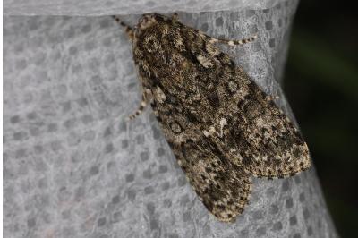 <i>Acronicta rumicis</i>