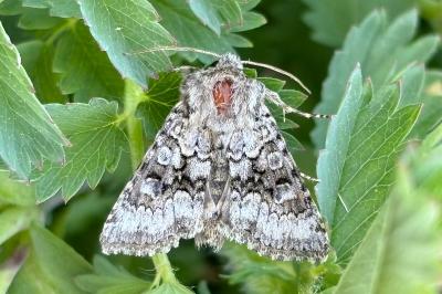 Hecatera bicolorata