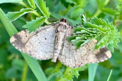 Peribatodes rhomboidaria rhomboidaria