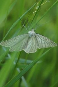 <i>Siona lineata</i>
