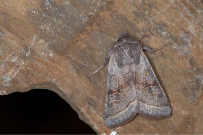 <i>Orthosia opima</i>
