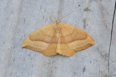 <i>Watsonalla cultraria</i>