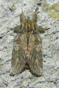 <i>Peridea anceps</i>