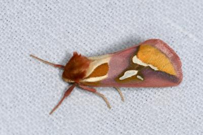 <i>Axia margarita</i>