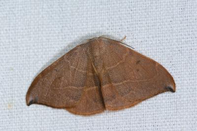 <i>Watsonalla uncinula</i>