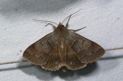 <i>Minucia lunaris</i>