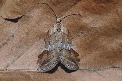 <i>Chesias rufata rufata</i>