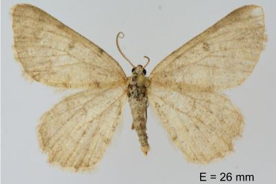 <i>Charissa mucidaria</i>