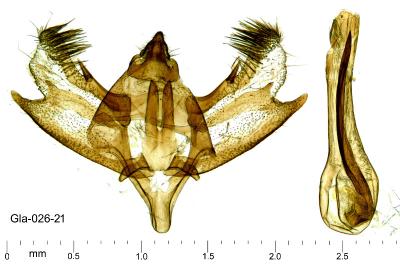 <i>Charissa mucidaria</i>