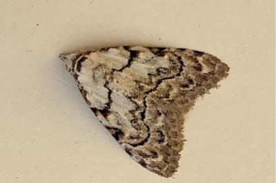 <i>Nola confusalis</i>