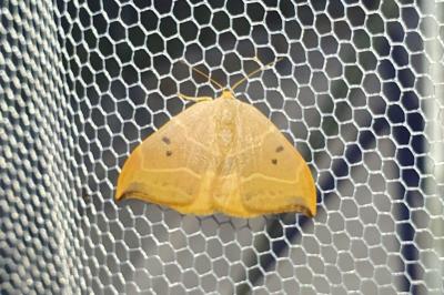 <i>Watsonalla binaria</i>