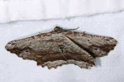 <i>Menophra abruptaria</i>