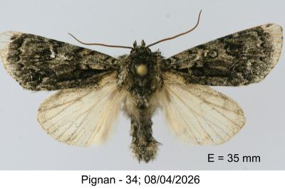 <i>Acronicta auricoma</i>