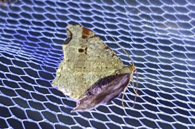 <i>Macaria alternata</i>