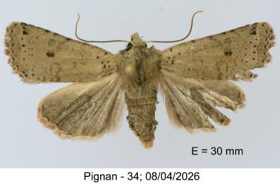 <i>Spudaea ruticilla</i>