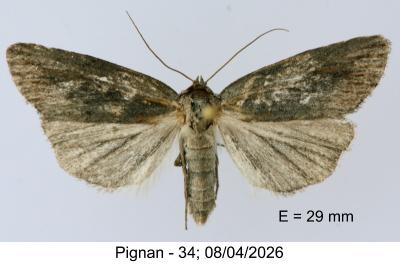 <i>Epimecia ustula</i>