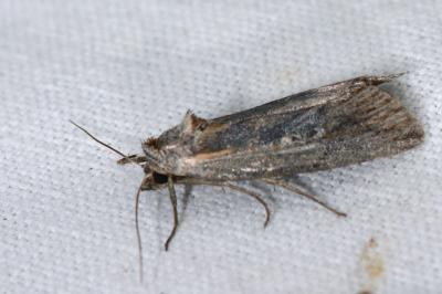 <i>Epimecia ustula</i>