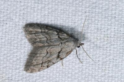<i>Nola thymula thymula</i>