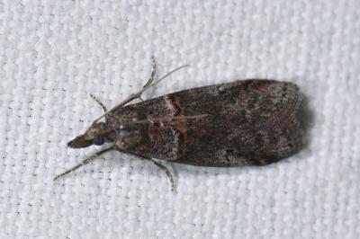 <i>Acrobasis obliqua</i>