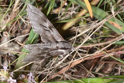 <i>Hyloicus maurorum</i>