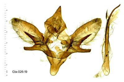 <i>Hyloicus maurorum</i>