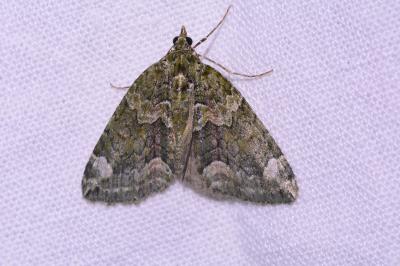 <i>Chloroclysta siterata</i>