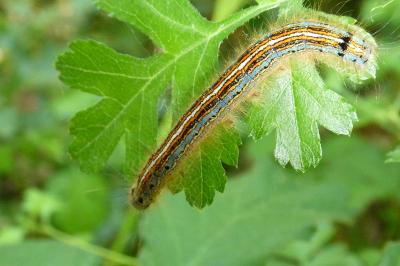 <i>Malacosoma neustria</i>