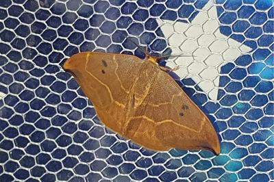 <i>Watsonalla binaria</i>