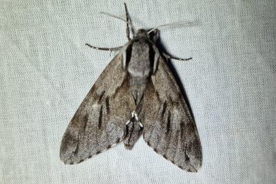 <i>Hyloicus pinastri/maurorum</i>