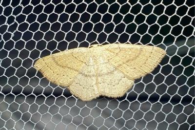 <i>Cyclophora ruficiliaria</i>