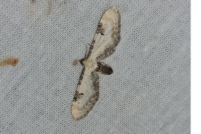 <i>Eupithecia centaureata</i>
