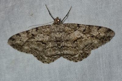 <i>Peribatodes rhomboidaria rhomboidaria</i>