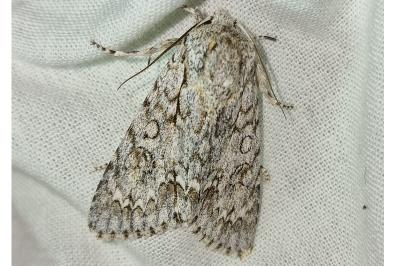 <i>Acronicta aceris</i>