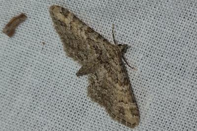 <i>Gymnoscelis rufifasciata</i>