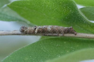 <i>Allophyes oxyacanthae</i>