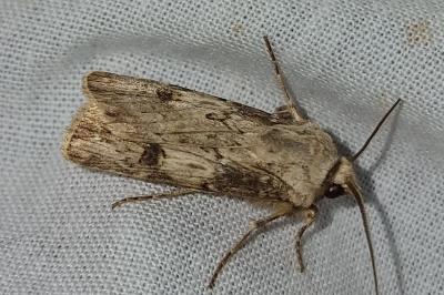 <i>Agrotis puta</i>