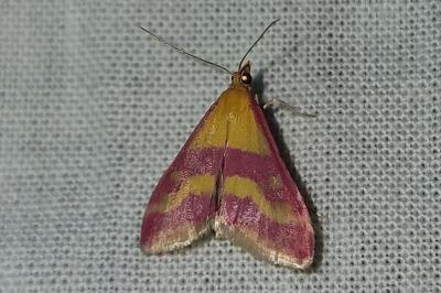 <i>Pyrausta sanguinalis</i>