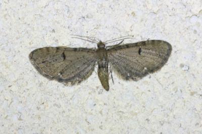 <i>Eupithecia assimilata</i>